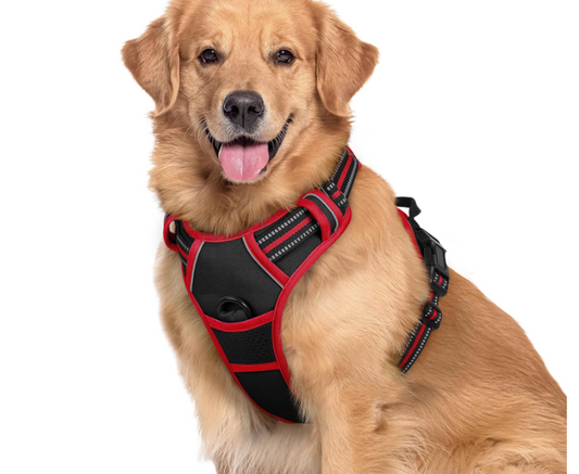 The Top 10 Ways to Properly Use a Dog Harness