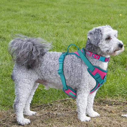 Splicing Colors Breathable No-Pull Dog Harness - Tailrific Pets