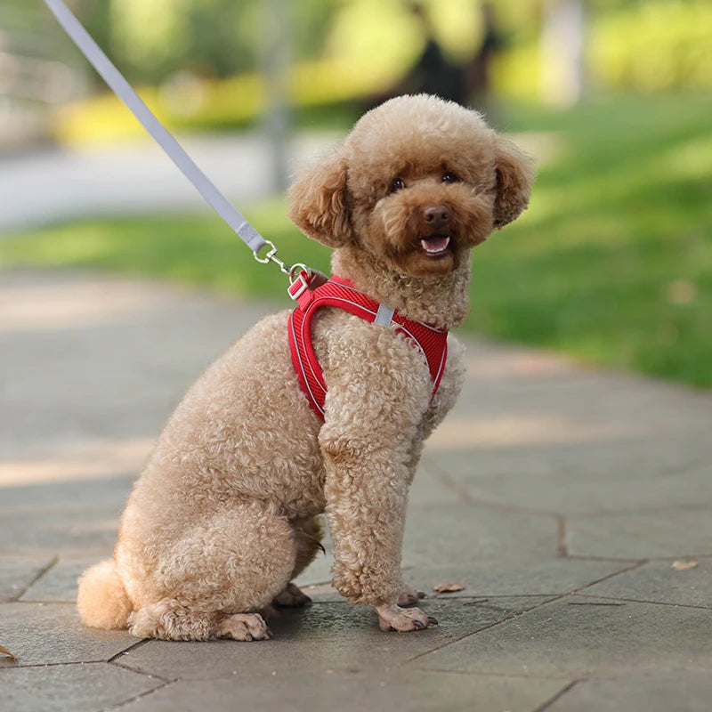 Summer Mesh Harness Vest and Leash Set for Small Dogs Adjustable Puppy Cat Harness Outdoor Dog Walking Chest Strap Pets Supplies - Tailrific Pets