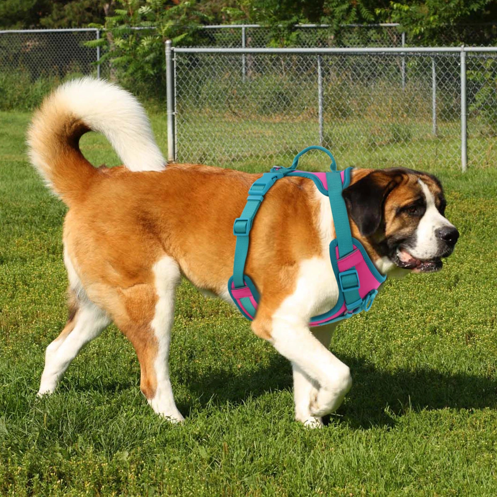 Splicing Colors Breathable No-Pull Dog Harness - Tailrific Pets