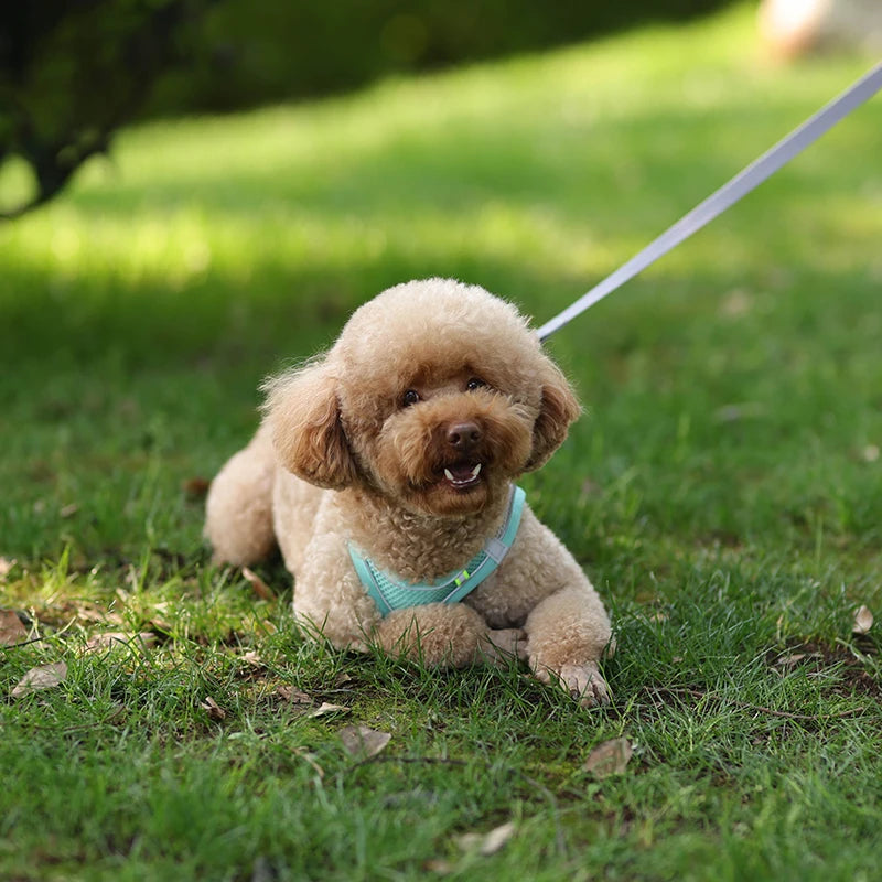 Summer Mesh Harness Vest and Leash Set for Small Dogs Adjustable Puppy Cat Harness Outdoor Dog Walking Chest Strap Pets Supplies - Tailrific Pets