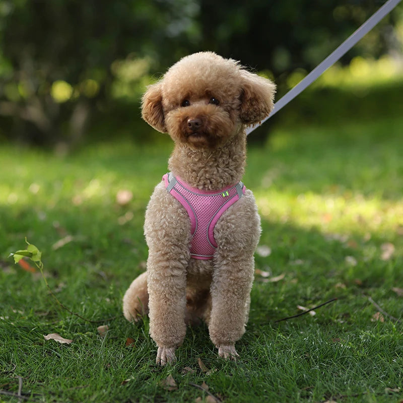 Summer Mesh Harness Vest and Leash Set for Small Dogs Adjustable Puppy Cat Harness Outdoor Dog Walking Chest Strap Pets Supplies - Tailrific Pets